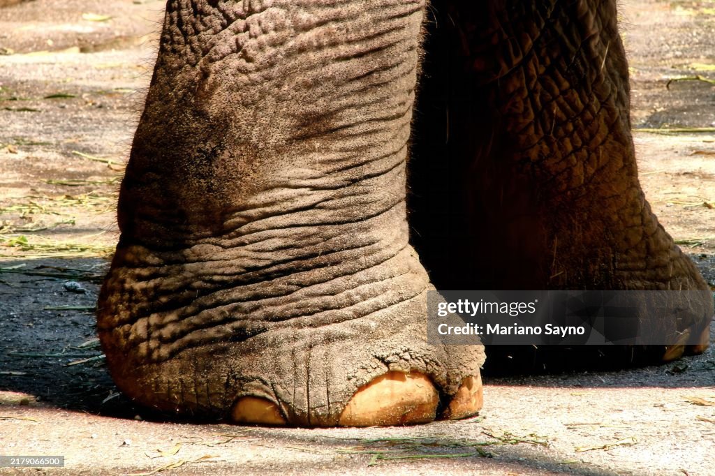 An Asian elephant (Elephas maximus) stands on concrete ground, showcasing its large, wrinkled legs and thick nails.