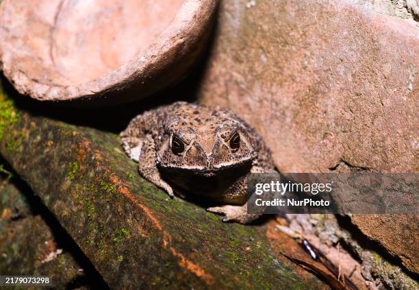 Asian Toad Development 100 Asian Common Toad Stock Photos, High-Res Pictures, and Images ...