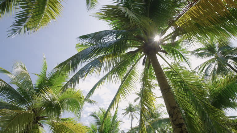 https://media.gettyimages.com/id/2179162081/video/palm-trees-sun-shines-through-sky-scenic-view-point.jpg?b=1&s=640x640&k=20&c=IT8poLoGfRkNd0sb1ccPdBVp3b0W5yx4aZ7srbBpx_o=