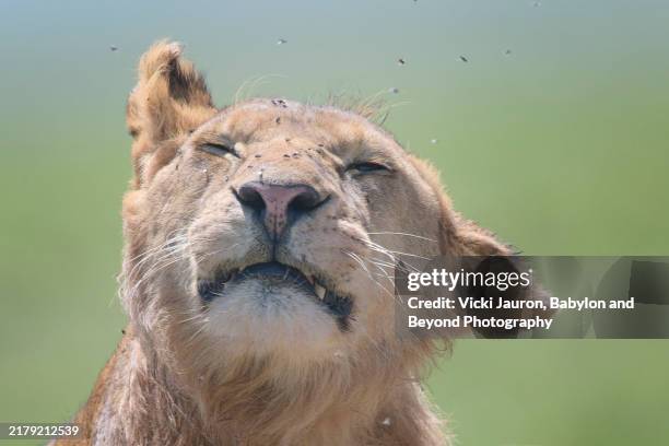 funny lion shaking head to get rid of flies in serengeti, tanzania - cat shaking head stock pictures, royalty-free photos & images