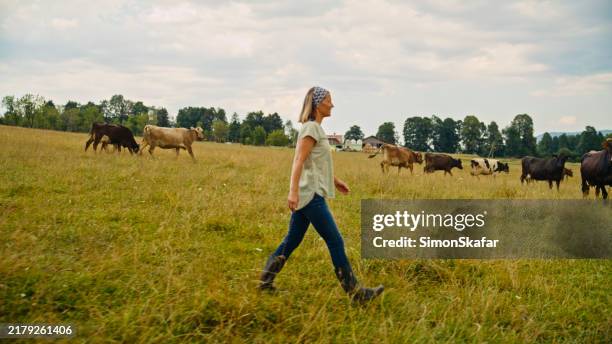 caucasian female farmer tending cattle - livestock stock pictures, royalty-free photos & images