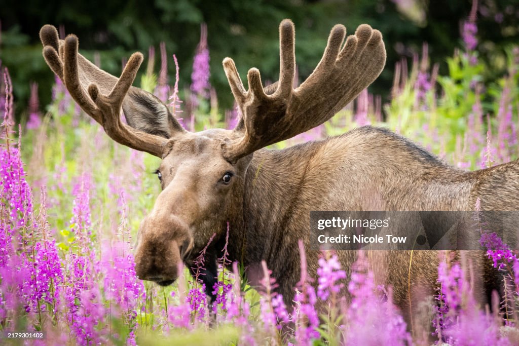 Majestic Bull Moose Amidst Vibrant Fireweed