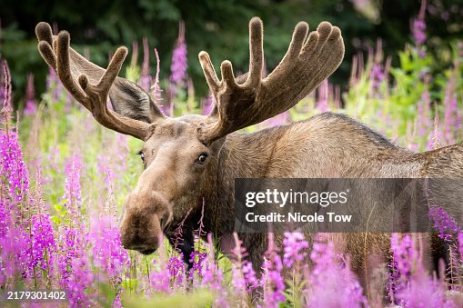 Majestic Bull Moose Amidst Vibrant Fireweed Majestic Bull Moose Amidst Vibrant Fireweed