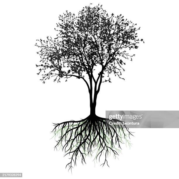 highly detailed tree with roots - root stock illustrations