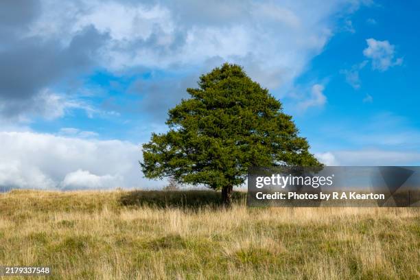 yew tree on a remote hilltop in cumbria, england - tejo fotografías e imágenes de stock