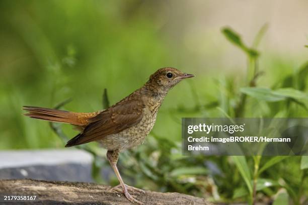 nightingale (luscinia megarhynchos) hungary - nightingale stock pictures, royalty-free photos & images