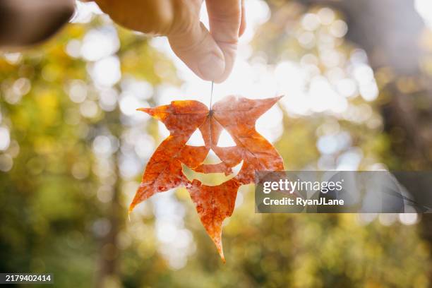 autumn leaf cut like jack o'lantern - holding maple leaf stock pictures, royalty-free photos & images