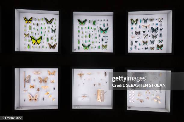Insectarium Laboratorium 48 Montreal Insectarium Stock Photos, High-Res Pictures, and Images ...
