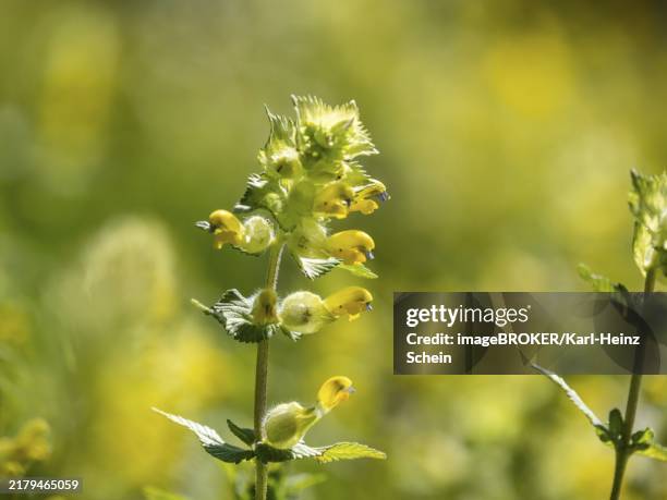 Variegated Yellow Rattle 123 Yellow Rattle Stock Photos, High-Res Pictures, and Images - Getty ...