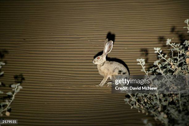 94 Desert Jack Rabbit Stock Photos, High-Res Pictures, and Images ...