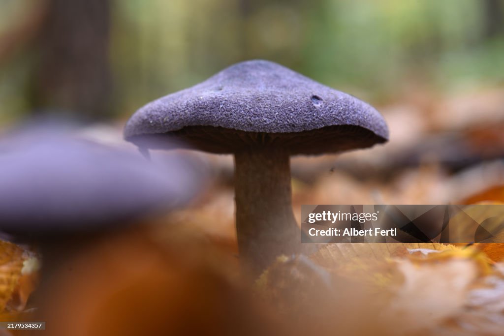 Cortinarius violaceus