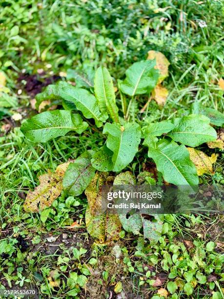 bitter dock (rumex obtusifolius) along hedgerow floor in close up - rumex stock pictures, royalty-free photos & images