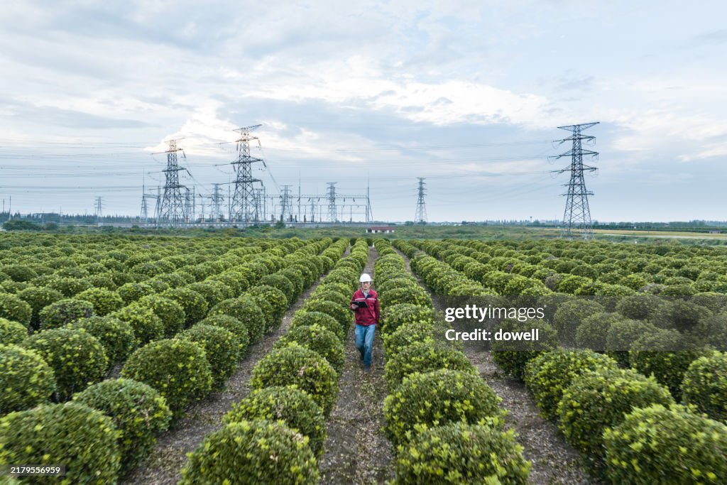 Aerial view of a gardener working in a nursery.