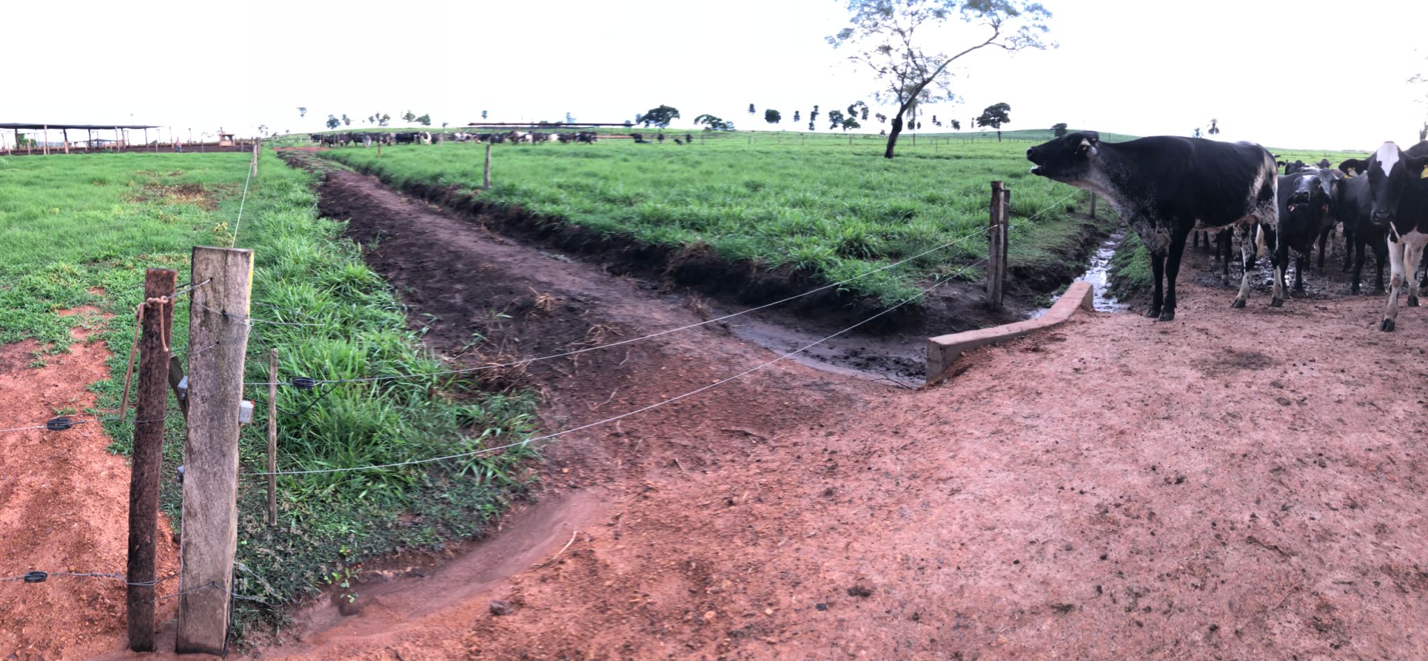 forragem de qualidade