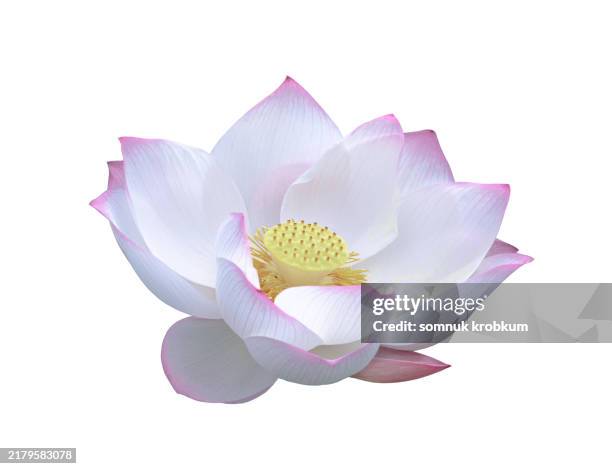 large pink lotus cut out on white background - seerose stock-fotos und bilder
