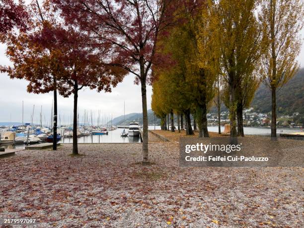 trees at lakeside of biel in autumn - common aspen tree stock pictures, royalty-free photos & images