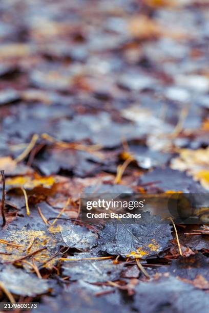 forest floor covered with autumn leaves - natural wood finish stock pictures, royalty-free photos & images