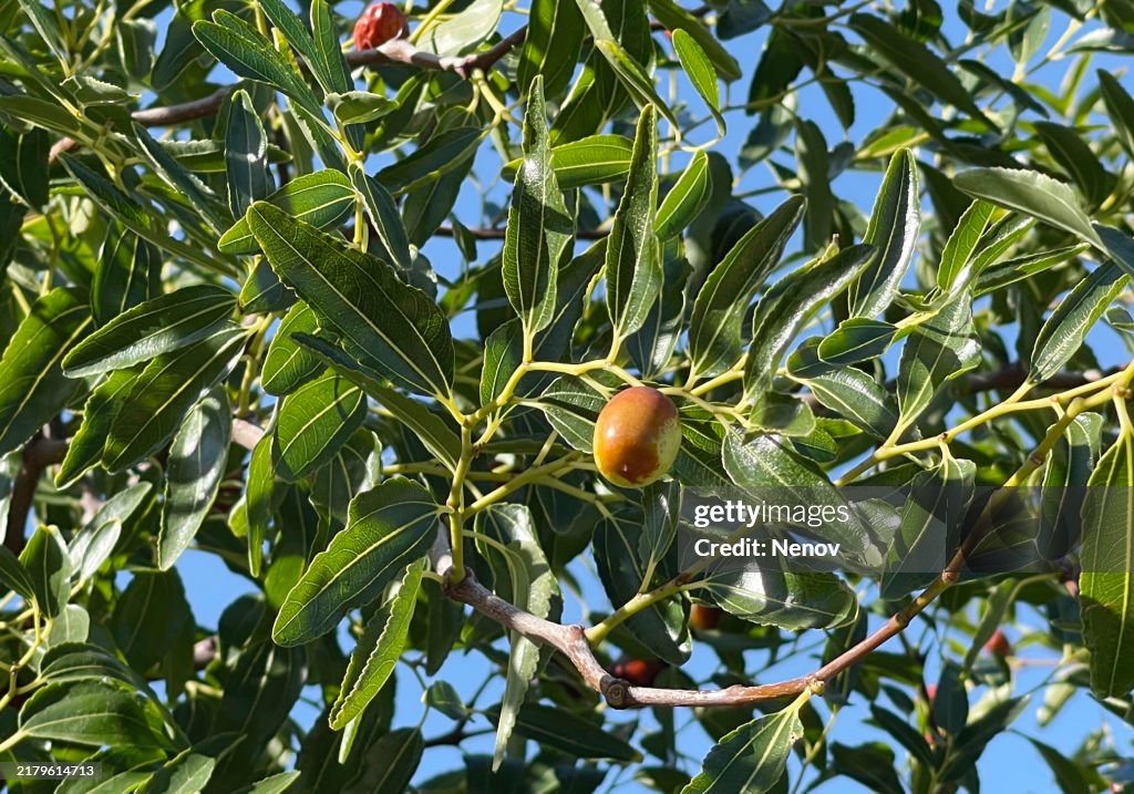 Image Of Jojoba (Simmondsia Chinensis) Shrub