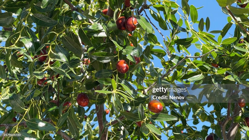 Image Of Jojoba (Simmondsia Chinensis) Shrub