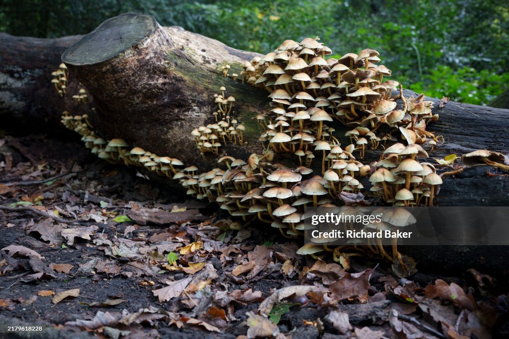 Wild Fungi Growing on Dead Tree
