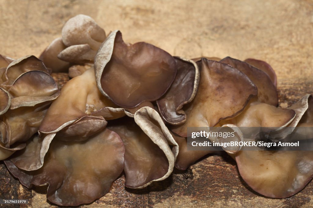 Auricularia auricula-judae (Hirneola auricula-judae) (Syn.: A. auricula) (A. sambucina), Mu Err Fungus, on a tree bark