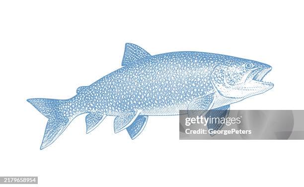 ilustrações de stock, clip art, desenhos animados e ícones de lake trout cut out on white background - truta