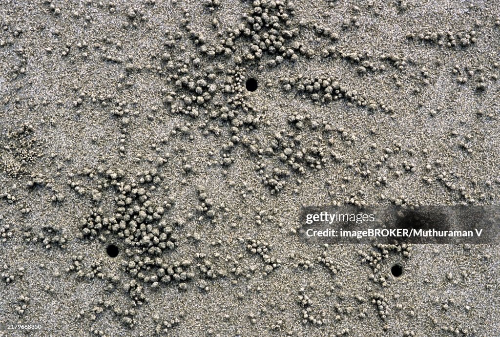 Crab Nests, Corbines Cove Beach, Port Blair, Andaman and Nicobar Islands, India, Asia