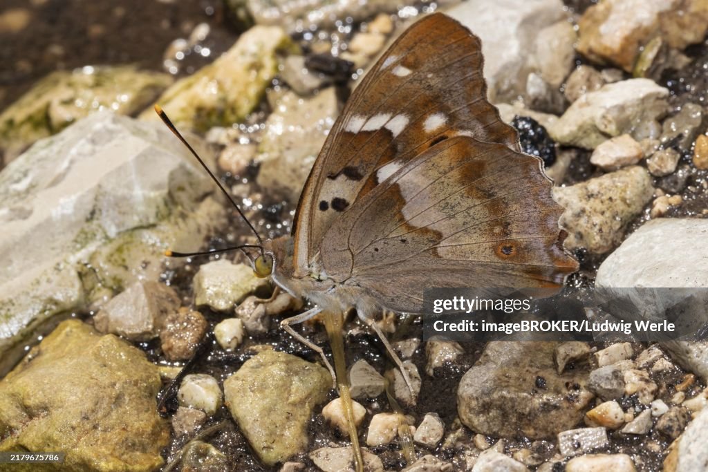 Small Schiller butterfly butterfly with closed wings sitting on ground looking left