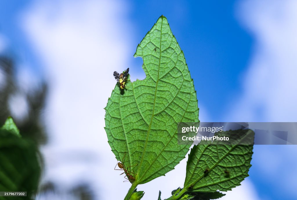 Animal India - Diarrhegma - Fruit Flies