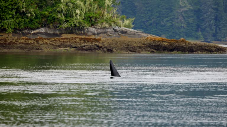 https://media.gettyimages.com/id/2179688065/video/large-orca-swimming-in-a-bay.jpg?b=1&s=640x640&k=20&c=LyMuAQG4wa8r48z2m_WTeo-7VCLRkpSWePHDHD-7zys=