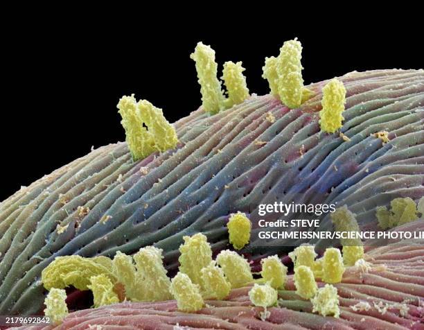 stagnant water bacteria, sem - eukaryote stock pictures, royalty-free photos & images