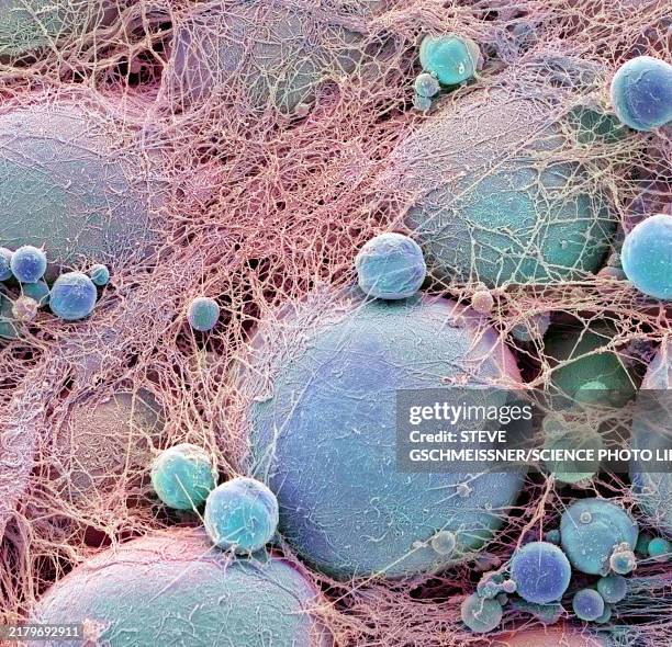 Cell Tissue Sem 14 Fat Cell Sem Stock Photos, High-Res Pictures, and Images - Getty Images