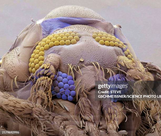 Sem Insect 1,238 Scanning Electron Microscopy Stock Photos, High-Res Pictures, and ...