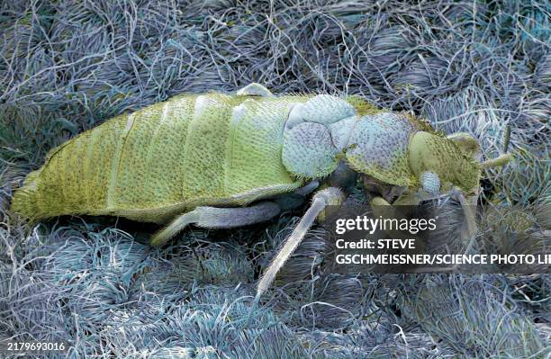 bedbug, sem - bed bug stock pictures, royalty-free photos & images