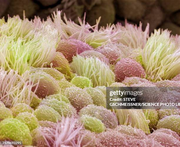 uterus, sem - electron micrograph stock pictures, royalty-free photos & images