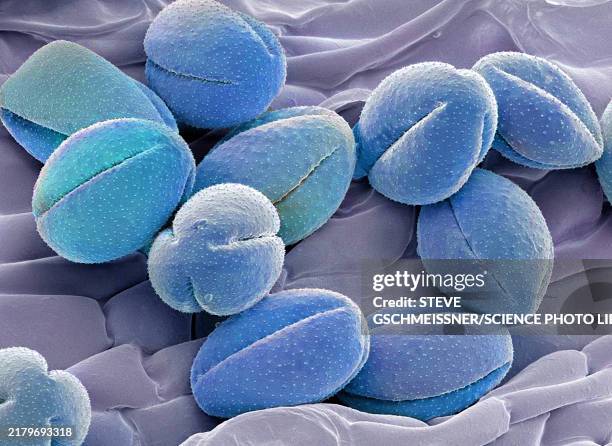pasque flower pollen, sem - electron micrograph stock pictures, royalty-free photos & images