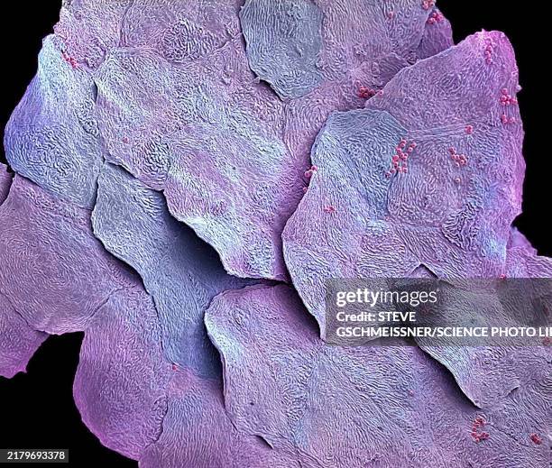 skin cells, sem - squamous epithelium stock pictures, royalty-free photos & images