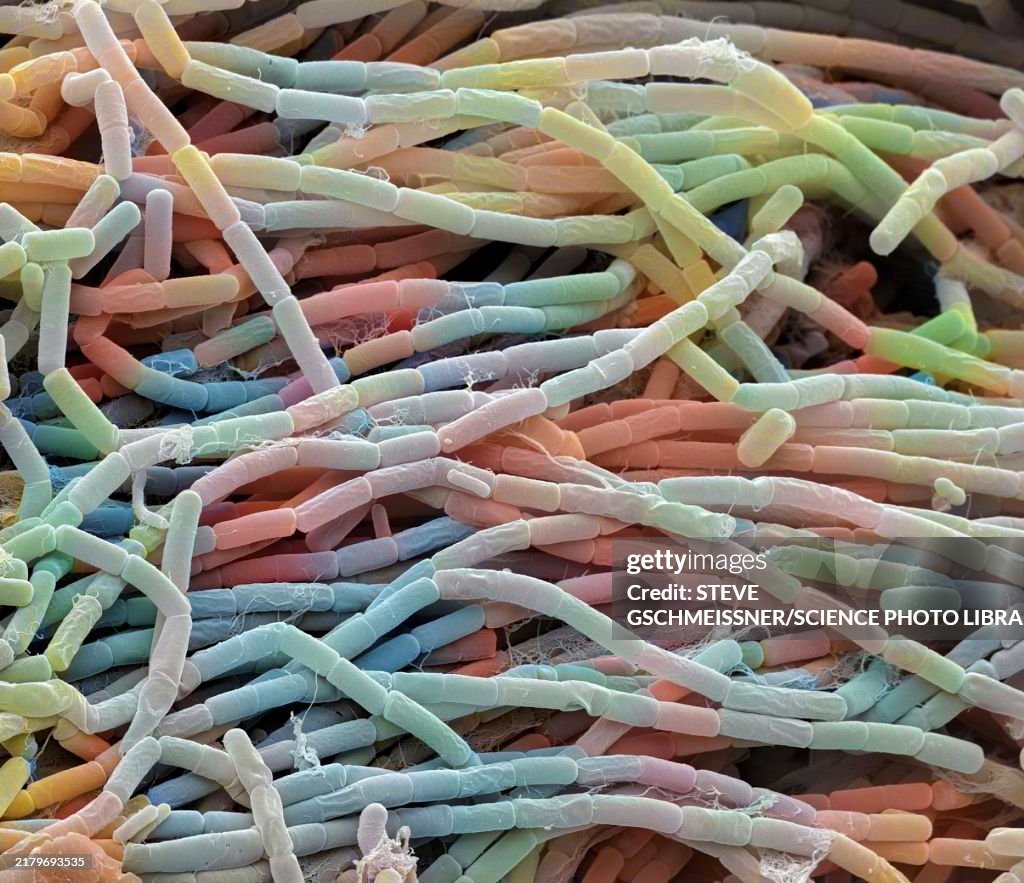 Bacillus megaterium bacterial colony