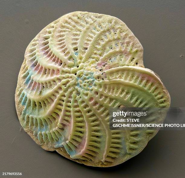 foraminiferan, sem - carbonate mineral stock pictures, royalty-free photos & images