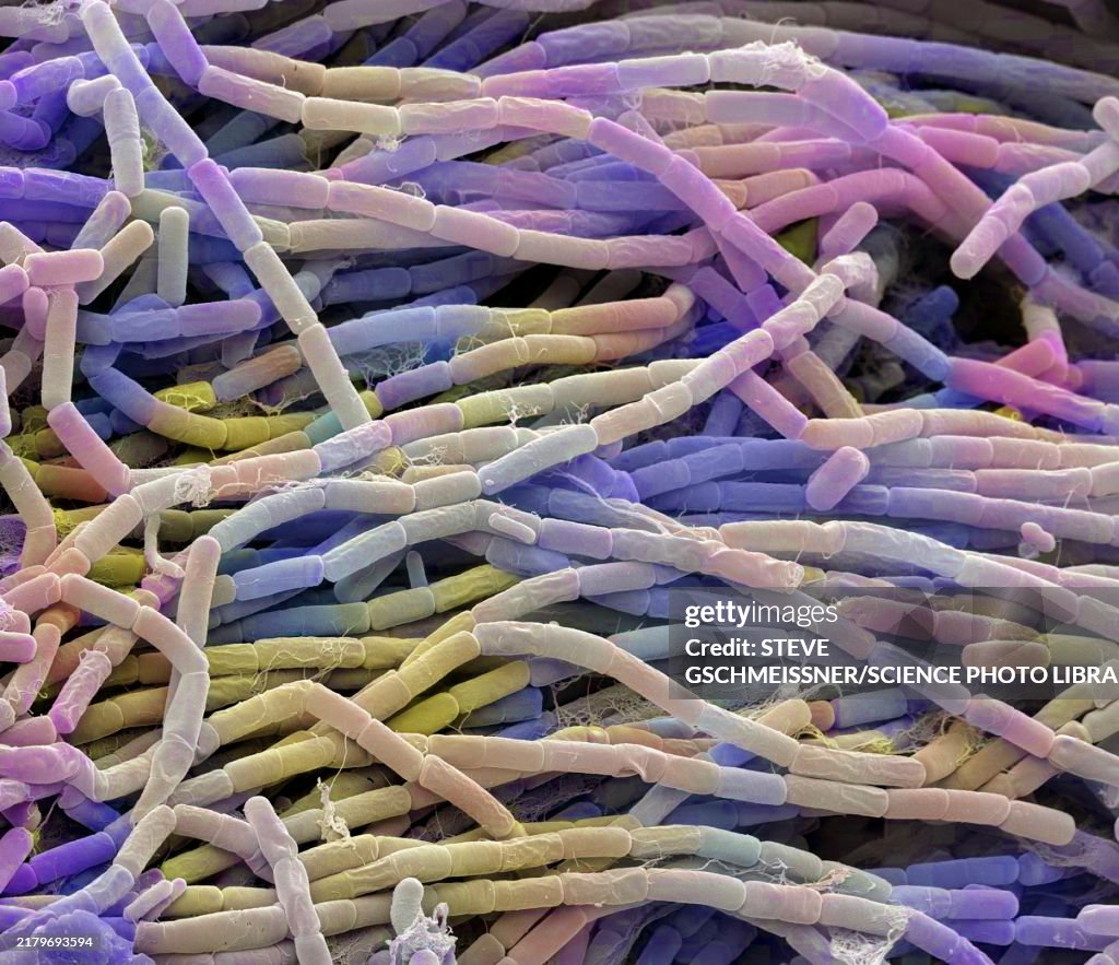 Bacillus megaterium bacterial colony, SEM