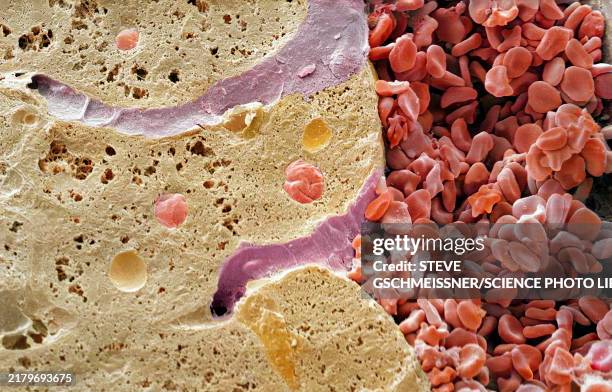 liver vein, sem - blood vessel stock pictures, royalty-free photos & images