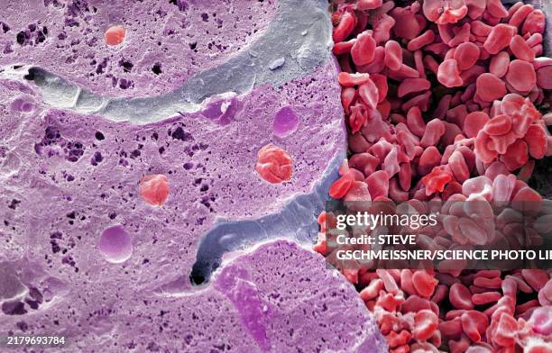 liver vein, sem - epitelio fotografías e imágenes de stock