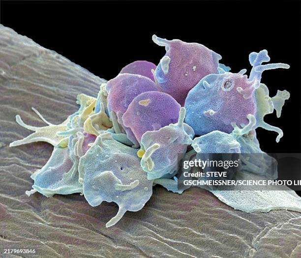 Imagestream Platelets 54 Platelet Activation Stock Photos, High-Res Pictures, and Images ...