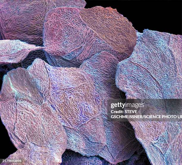 skin cells, sem - squamous epithelium stock pictures, royalty-free photos & images