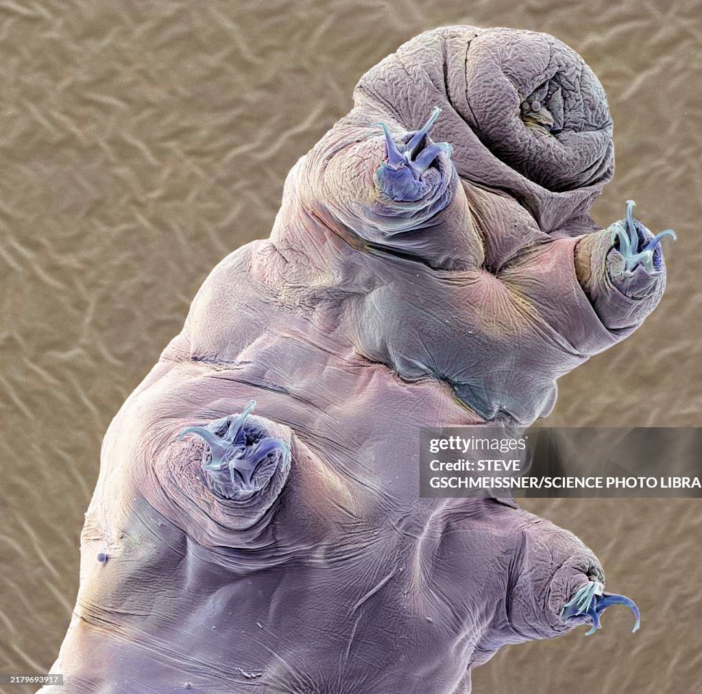 Tardigrade, SEM