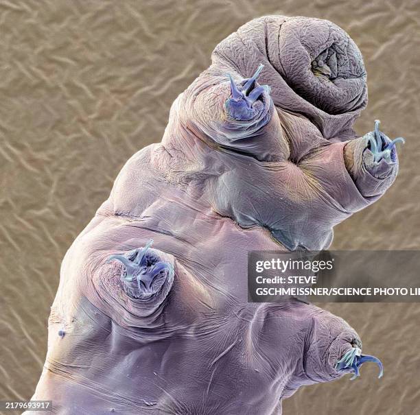 tardigrade, sem - water bear stock pictures, royalty-free photos & images