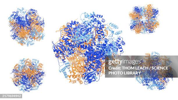 rubisco enzyme structure, illustration - cellular respiration stock illustrations