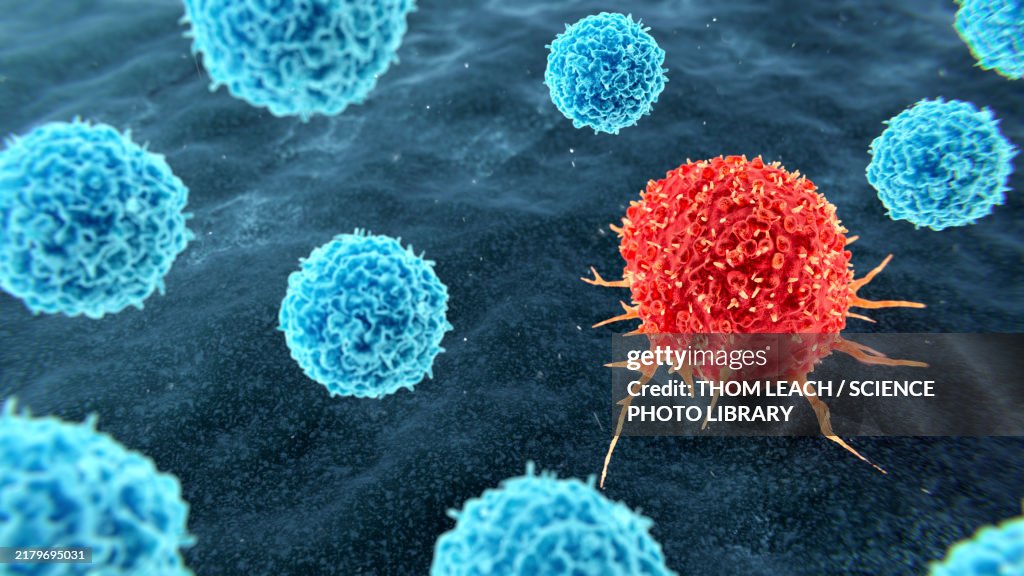 Tumour infiltrating lymphocyte therapy, illustration