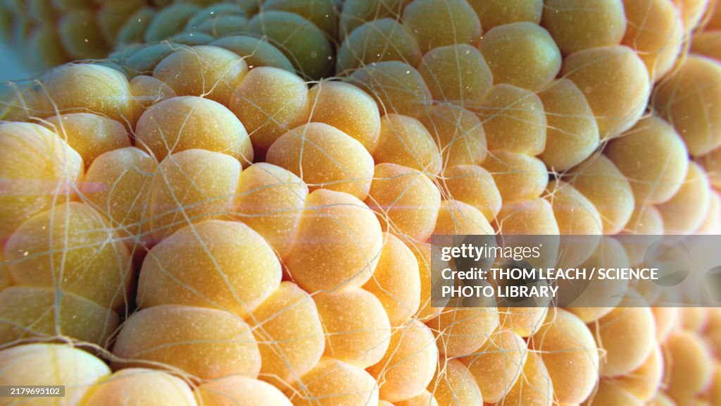 Fat cells, illustration