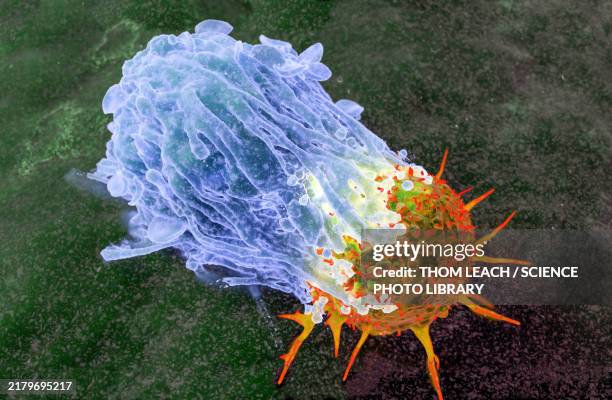 macrophage attacking a cancer cell, illustration - lymphozyten stock-grafiken, -clipart, -cartoons und -symbole